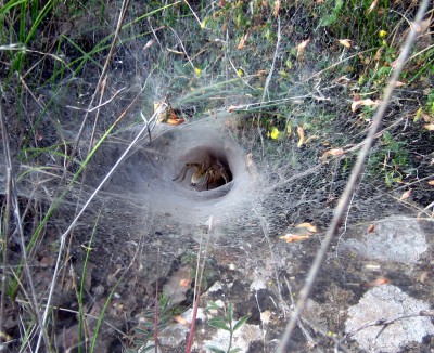 Spider_web_Teruel