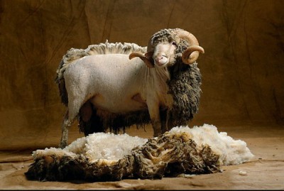 half shorn sheep