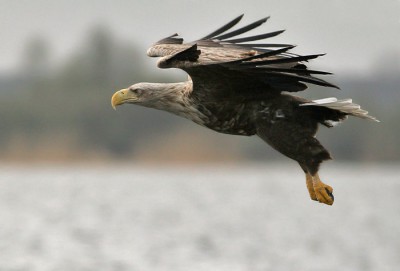 white tailed sea eagle