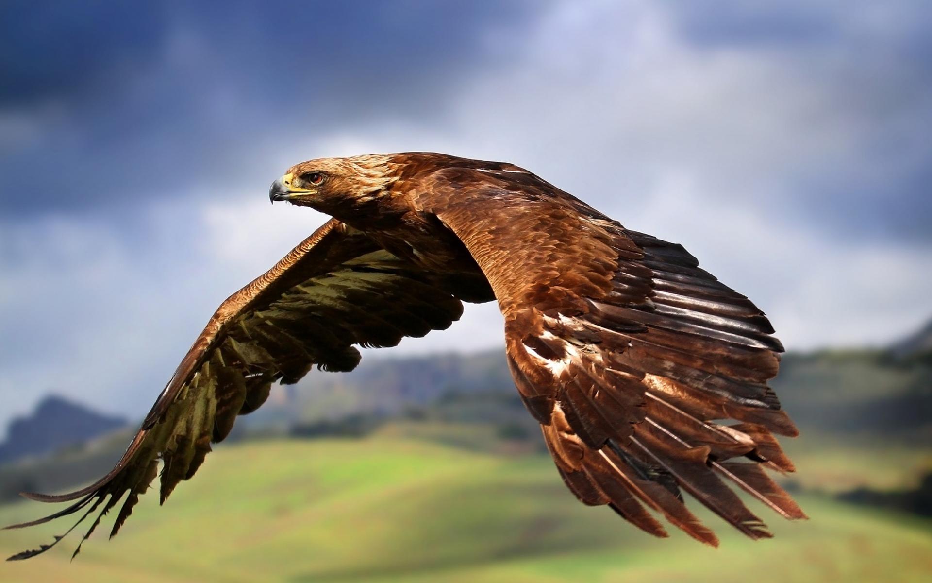 [Image: golden-eagle-flying-wallpaper.jpg]