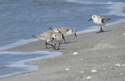 Saskatchewan naturalist and author Trevor Herriot says that as many as 40,000 to 50,000 sanderlings, pictured here, have been seen at one time at Chaplin. (Submitted by Trevor Herriot)