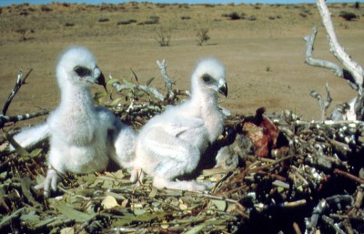 wedge-tailed_eagle_chicks
