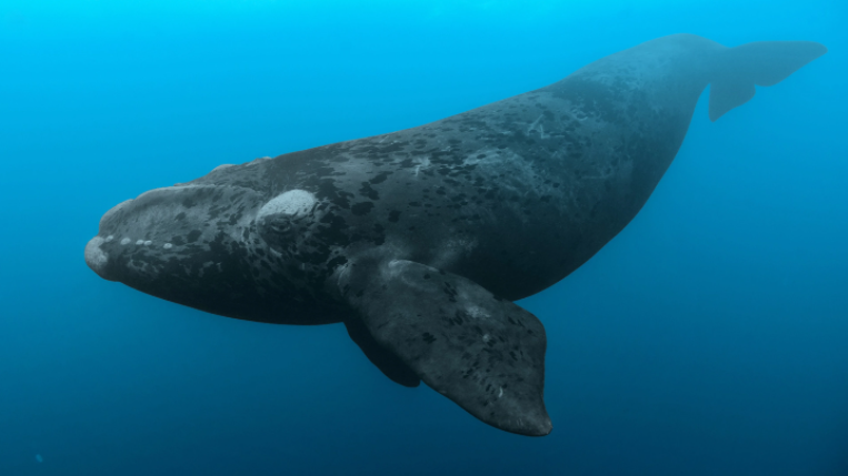 Not Right: Offshore Wind Turbines Threaten Endangered Atlantic Right Whales