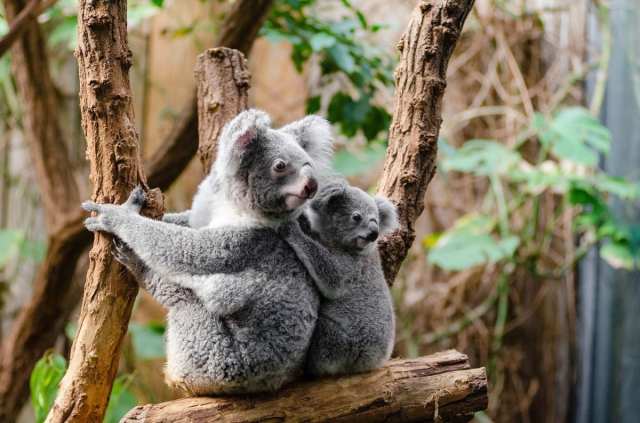 Wind Industry's Latest Victims: How Much 'Green' Hypocrisy Can a Koala  Bear? – STOP THESE THINGS